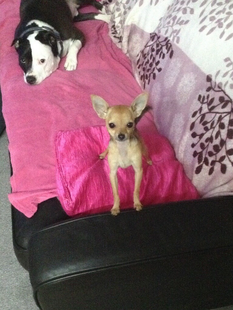 gumtree teacup chihuahua